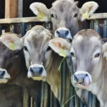 Natriumchlorid – Das essentielle Viehsalz und Futtersalz für die Landwirtschaft