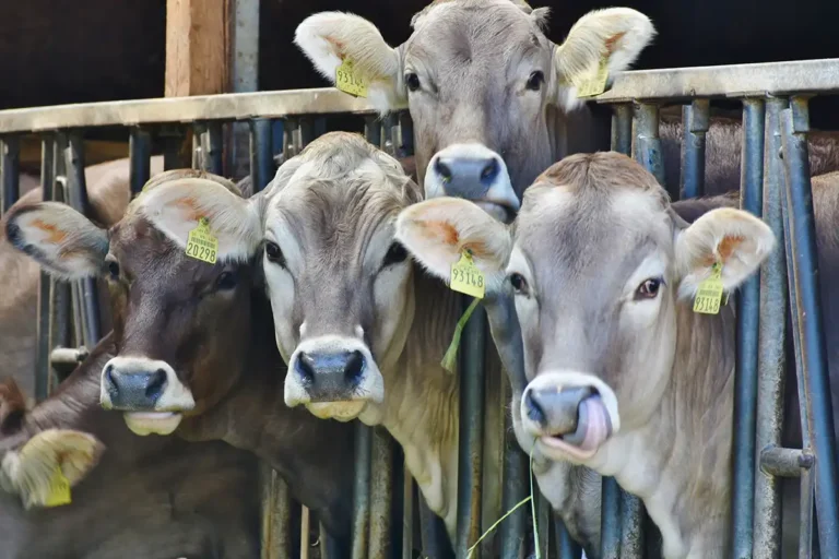 Natriumchlorid - Das essentielle Viehsalz und Futtersalz für die Landwirtschaft