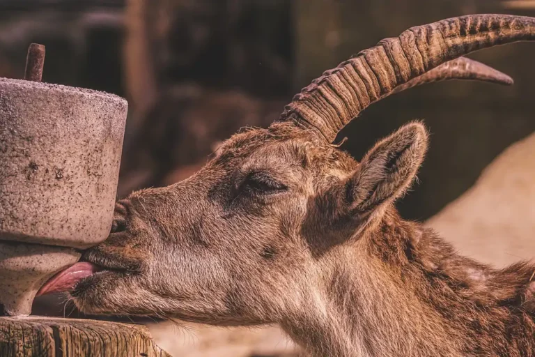 Salz für Tierbedarfs- und Futtermittelhandel